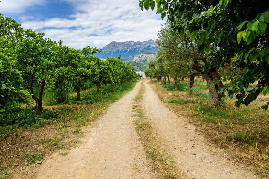 dirt road with rows of trees on the both sides at 'Ktima Golemi' crops